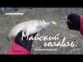 Ловля голавля весной. Малая река в начале мая. Видео отчет от 5.05.2015 г.