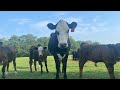 Day in the life as a 5th generation farmer#farmlife#fyp#day in the life