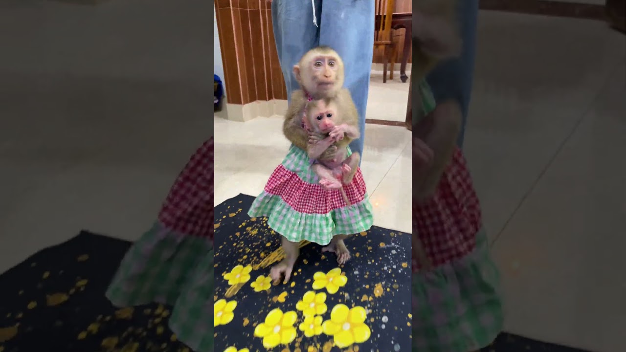 Welcome Newborn Baby Monkey Tong Tong