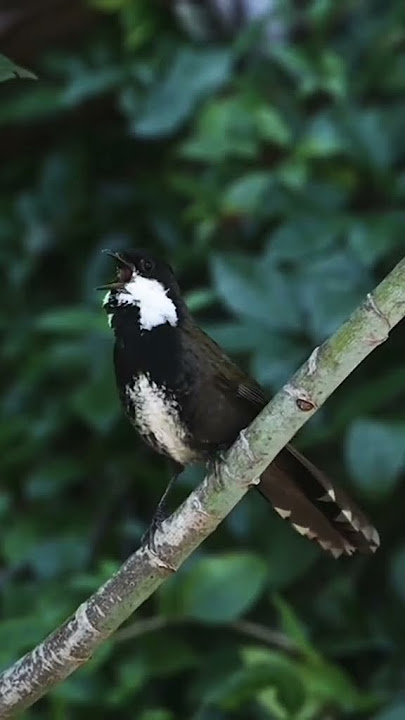 Burung cambuk timur (Psophodes olivaceus) #burungkicaudialamliar #birds #viralvideo #kicaumania
