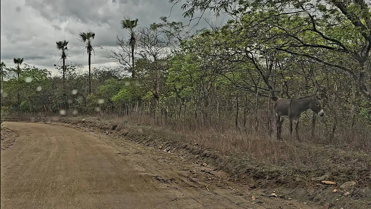 PORCA COM OLHOS DE FOGO FOI VISTA NESSE LUGAR  IRAUÇUBA CE,