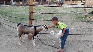 Disruduk Kambing Lucu