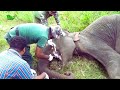 Victim of the  Bomb : Wildlife Officers Treat Elephant Tortured by Explosive  Trap.