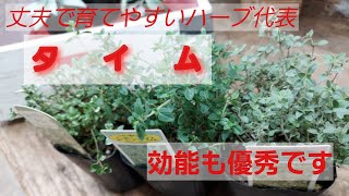 植物解説≪タイム≫　みんな大好きなフレーズ「丈夫で育て易い」その代表的なハーブ　蒸れにだけ注意！　効能もすごいよ。「はなここち」の植物解説動画