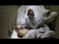 Cat Giving Birth to Cute Kittens