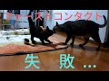 ガレージ猫を先住猫に合わせた結果・・・