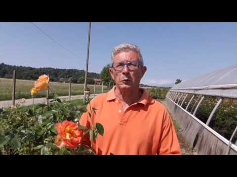 Video: Deformità della rosa - Cause di foglie e fiori di rosa deformati