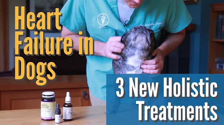 Heart Failure in Dogs: 3 NEW Holistic Treatments - DayDayNews