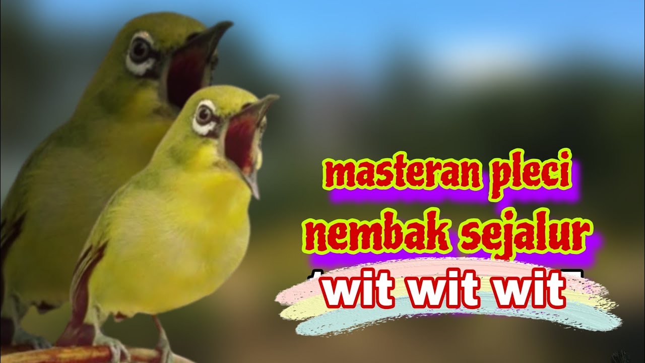 Masteran Pleci Nembak Sejalur Terbaru 2025