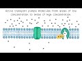 Cell Transport Mechanisms Quiz