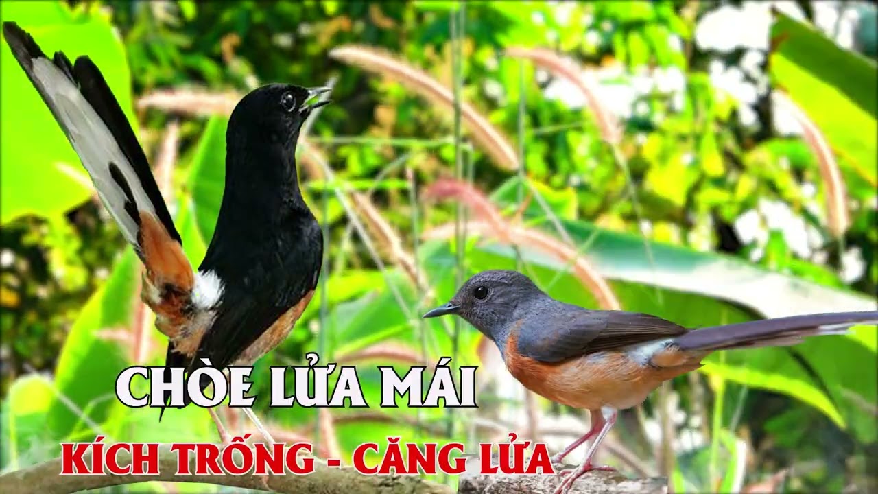 CHOÈ LỬA MÁI/CHOÈ LỬA MÁI KÍCH TRỐNG [ TRỐNG + MÁI ] Tiếng Chòe Mái | murai betina fighter, murai