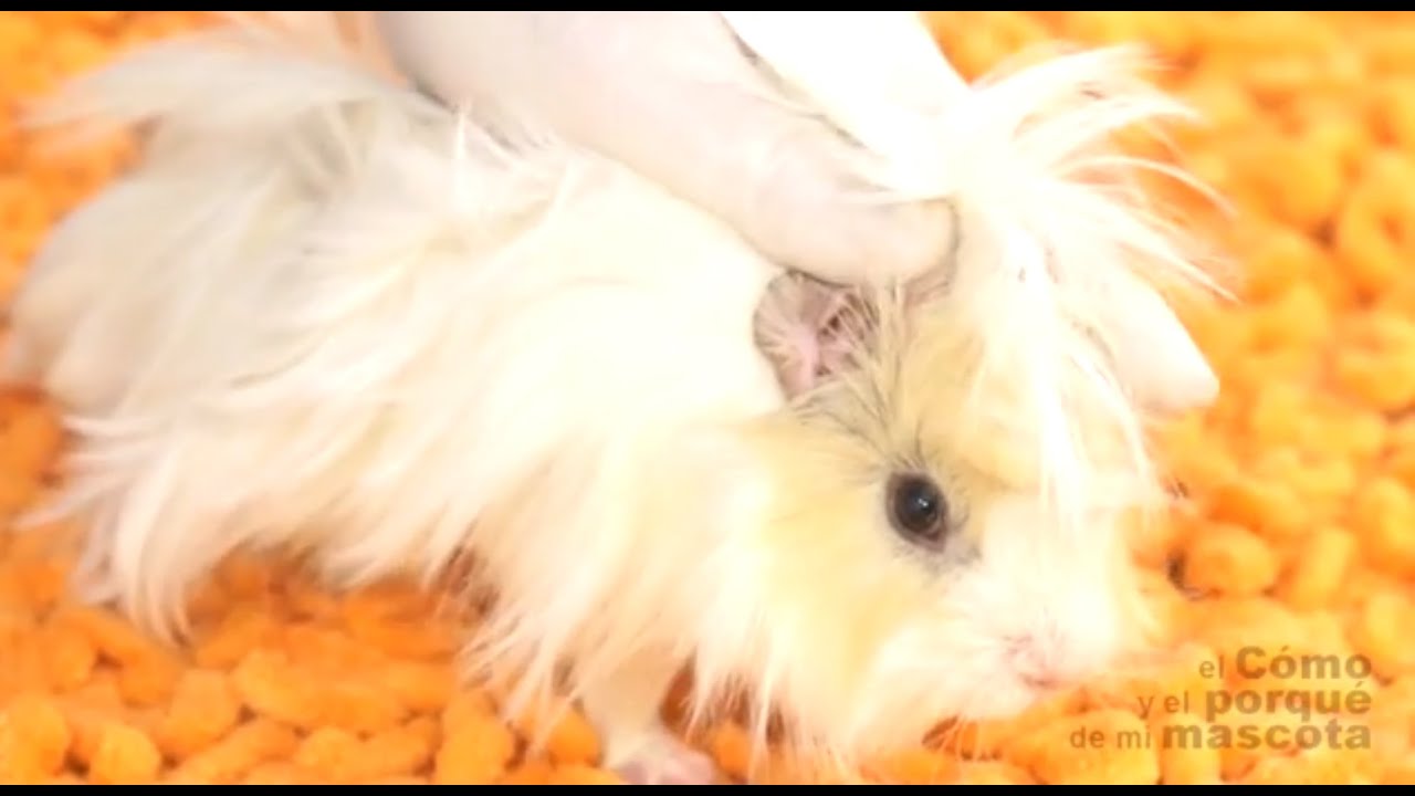 GUINEA PIGS Nail cutting, hair brushing and ear cleaning. YouTube