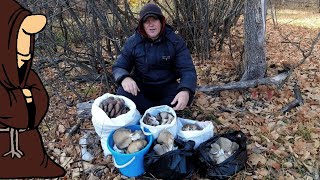 Столько грибов я еще не видел Набили полные мешки Вешенками Тихая охота в Октябре Самарская область