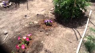 Happy Dad's Day: Outdoor Cannabis Update