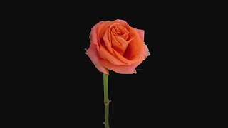 Orange Pascha Rose Dying Stock Video screenshot 3
