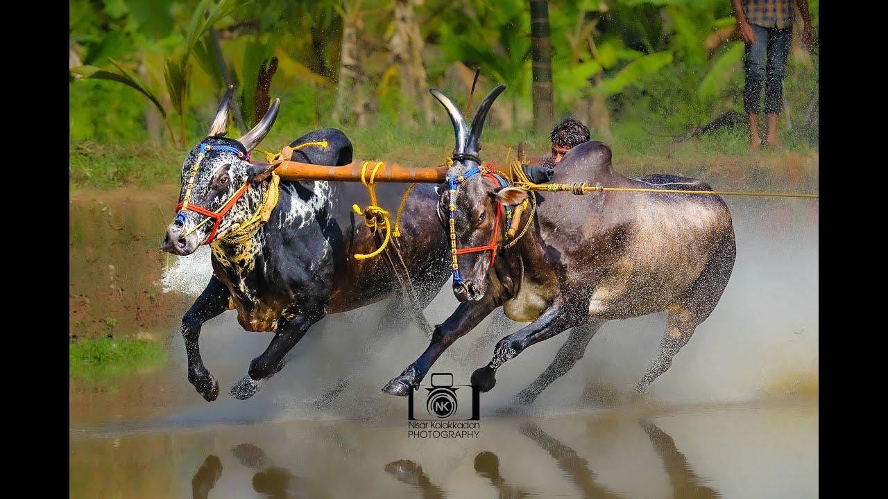 പല അട്ടിമറികൾ നടന്ന ഇന്നത്തെ കാളപൂട്ടിലെ ഫൈനൽ റൌണ്ട് മത്സരങ്ങൾ