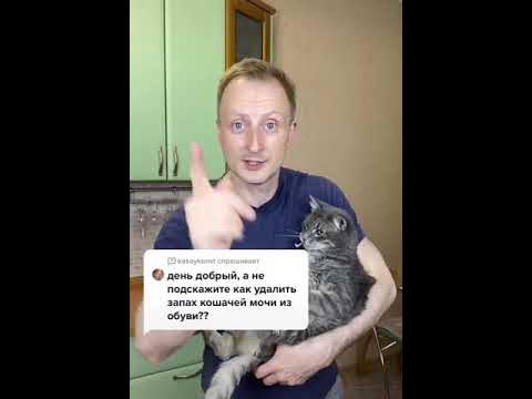 #советдня Кот написал в ботинок! Что делать? Как избавиться от запаха ...
