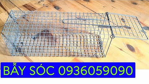 Lồng bẫy chuột cống nhum. Bán lồng bẫy sóc bông bụng đỏ. Lò xo bẫy cống nhum. Lò xo bẫy sóc bông. 