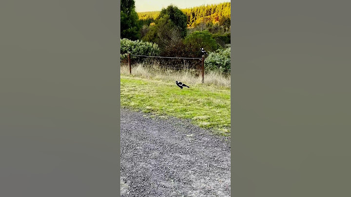 A Pair of Magpies Flying Deep into Trees#birds