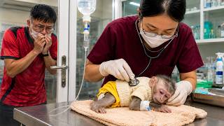 Sick Baby Monkey Rushed to the Hospital as Dad Fears the Worst 😭❤️