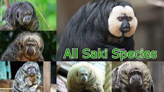 All Saki (monkey) Species