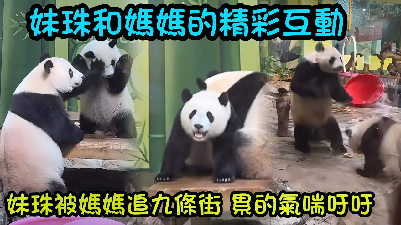 3月1日   萌萌和妹珠的精彩互動，萌萌追妹珠9條街，萌萌跳起來玩太嗨喇，兩母女累的氣喘吁吁的#panda #cutepanda #熊貓妹珠 #熊貓妹豬