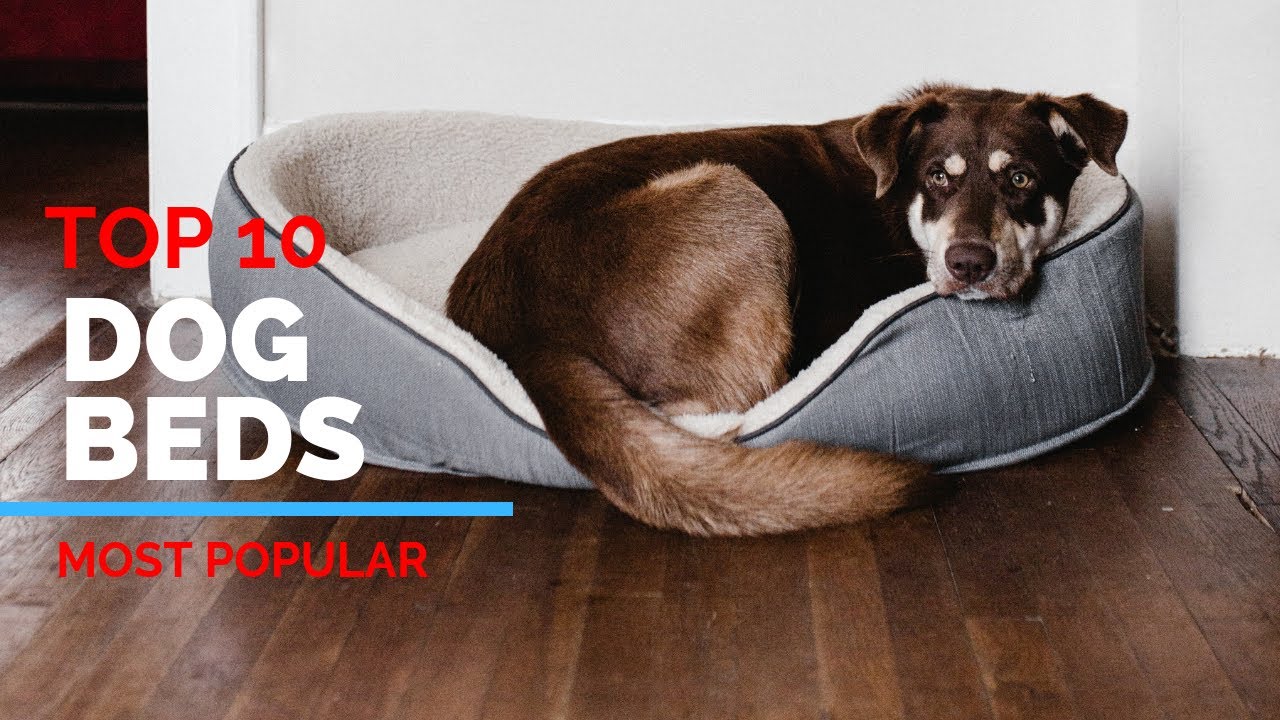 10 Best Dog Beds 2020 Buy Perfect Bed for your Pet Unbiased Review