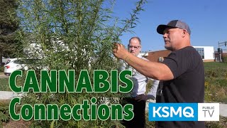 Cannabis Connections