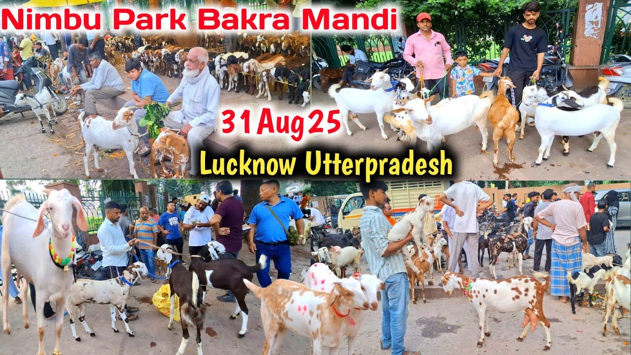 31/08/25 ||Sunday Bakra mandi ||Lucknow Nimbu park bakra mandi Utterpradesh 