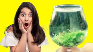 Leaves rehydrating in water | Amazing science experiments | #shorts #viral #shortvideo #science