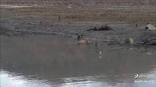 #6:  Impala Escapes From Crocodile