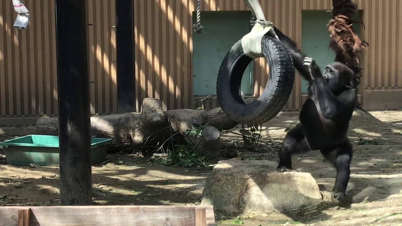 タイヤに夢中のゲンタロウ⭐️ゴリラ(56) 【京都市動物園