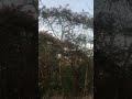 Oooops vo kya hai #भारतीय #viral #shortsvideo #nature #food