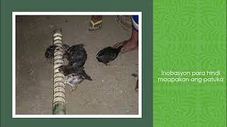 Common equipment for backyard native chicken production