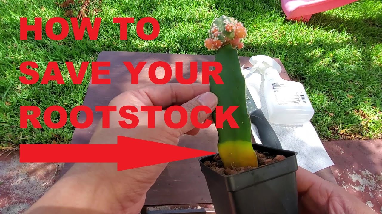Saving Grafted Cactus with Rotting Rootstock (with Audio)