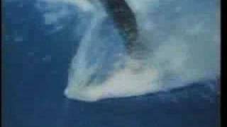 Merrell Fankhauser Tim Fankhauser "Monster Swell"