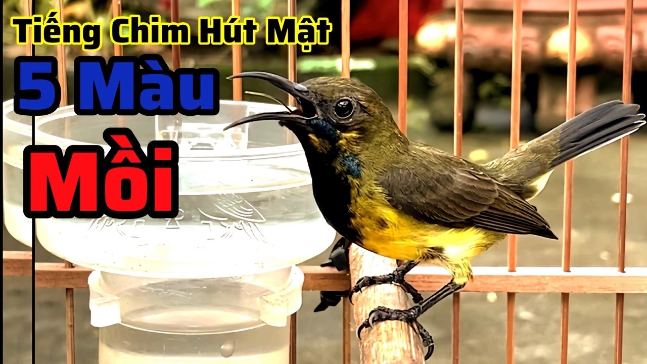 Tiếng chim hút mật 5 màu mồi cực sung dùng bẫy loa, gọi bổi về cực nhanh