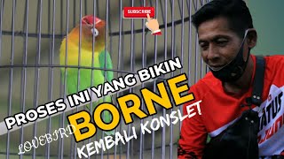 PROSES ini yang membuat LOVEBIRD BORNE Kembali KONSLET