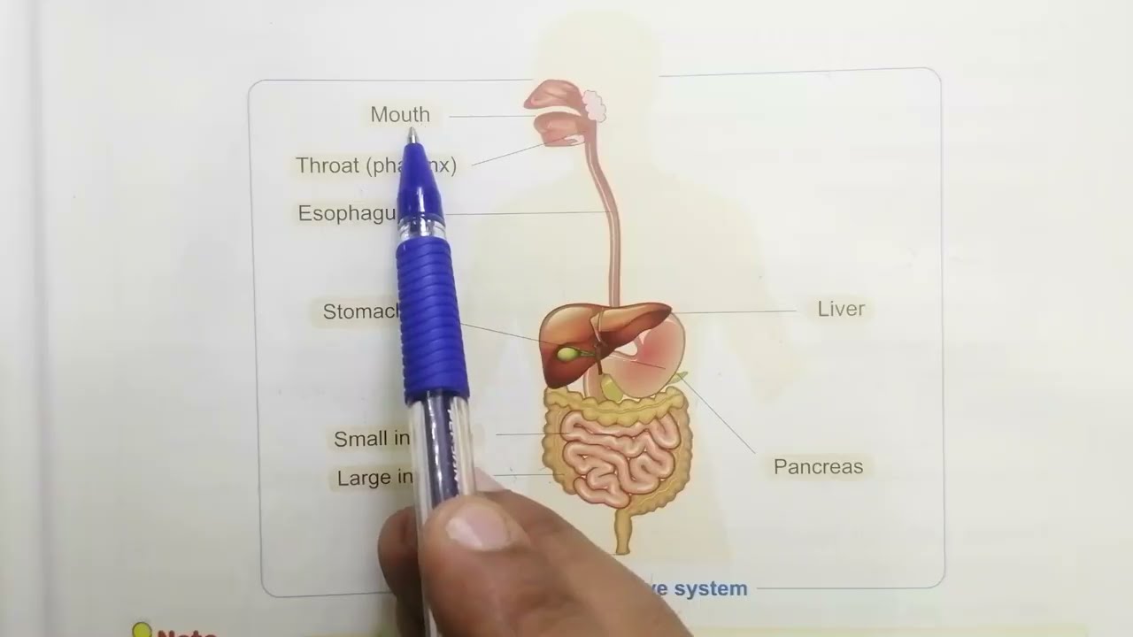 lesson 3 digestive system