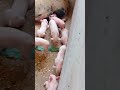 Kwa Huduma Ya Mbegu Bora Tuko Shinyanga Mjini If You Want Good Breed We Are In Shinyanga Town Kwa Huduma Ya Mbegu Bora Tuko Shinyanga Mjini If You Want Good Breed We Are In Shinyanga Town
