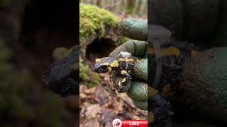 Fire Salamander POV: Exploring a Hidden Underground World | Mounted Micro Camera Documentary
