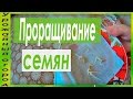 НАДЕЖНЫЙ "ДЕДОВСКИЙ" СПОСОБ ПРОРАЩИВАНИЯ СЕМЯН ОГУРЦОВ!