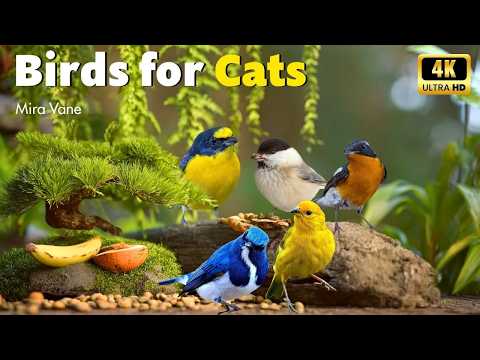 Mesmerizing Birds for Cats 🐦😺 | Nature TV with Hypnotic Sounds for Feline Focus and Relaxation 🌿