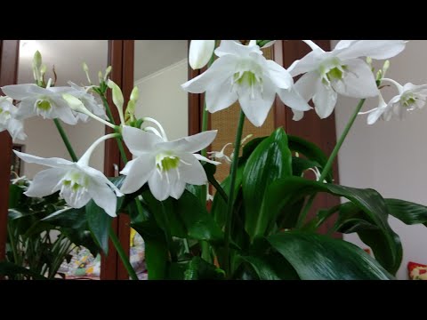 Video: Eucharis: үйдө Амазонка лилиясына кам көрүү + фото жана видео