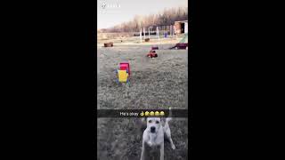 Doggo flips on a swing at high speeds
