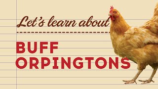 Buff Orpingtons - Popular Egg Laying Breeds