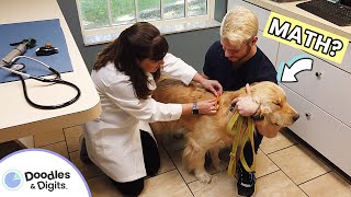 Math at the Animal Hospital! How Vets Use Numbers to Keep Pets Healthy