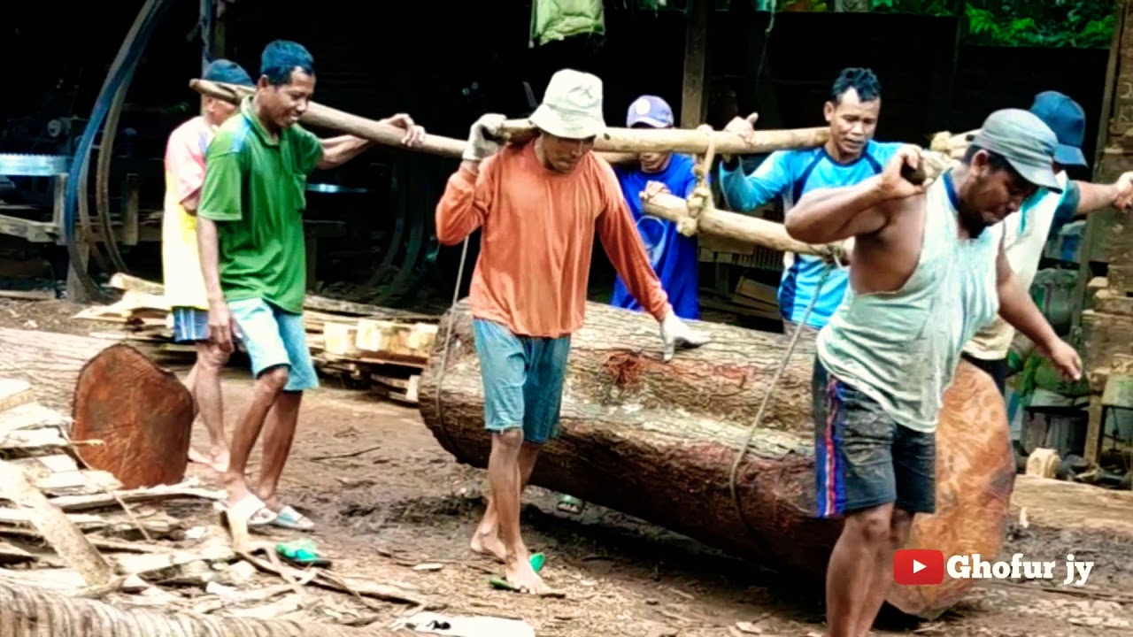 Begini proses penggergajian kayu  gelondong  menjadi kayu  