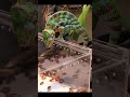 腹ペコのカメレオンにゴキブリ100匹バイキング！ #爬虫類 #reptiles #shorts #chameleon #ふじぴこ