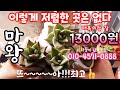 다육이 ☆마왕☆ 🤩이보다 저렴한 곳은 없다!!! 👍가성비 짱👍 Succulentnts Succulent plant 多肉植物